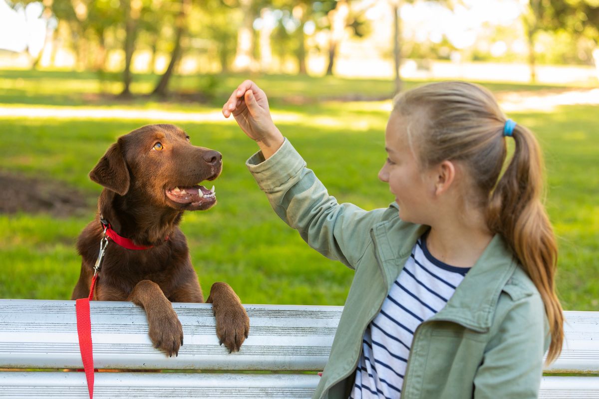 10 Cool Tricks To Teach Your Dog Westerville Veterinary Clinic