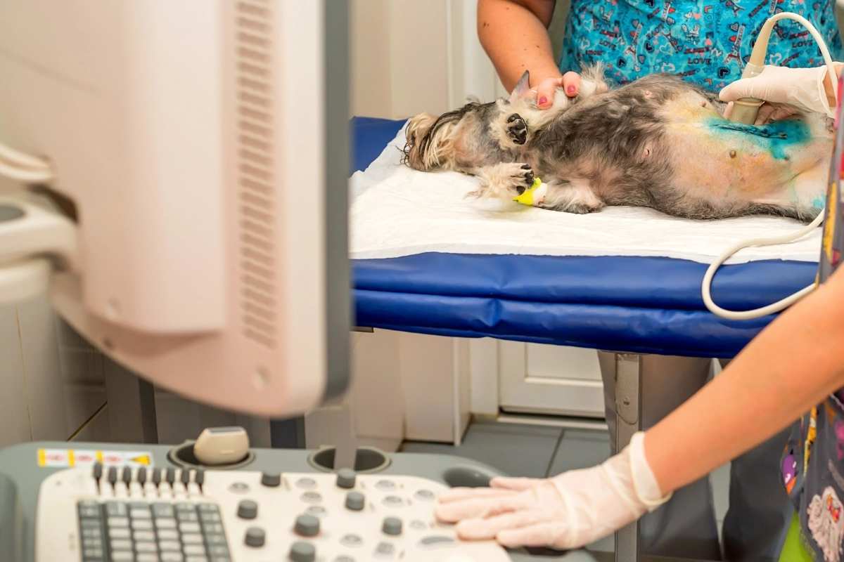 Common Types of Tumors in Dogs and How Vets Treat Them