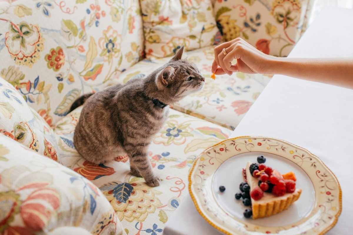 five easy homemade treats for cats under 30 minutes
