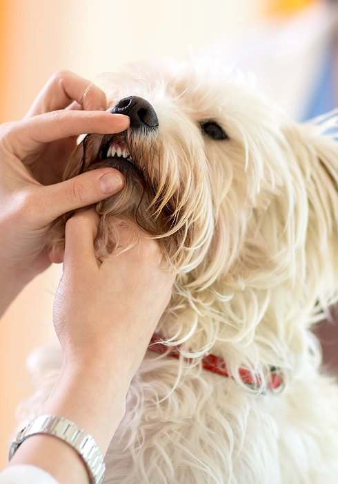 signs-of-dental-disease