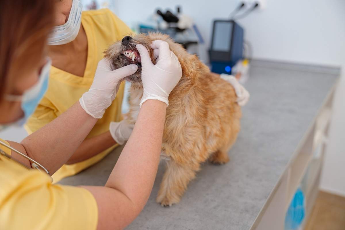 dental-pain-in-pets-signs