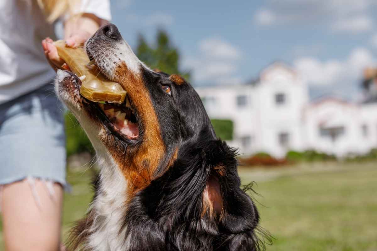 foods-that-build-strong-teeth-dogs-cats