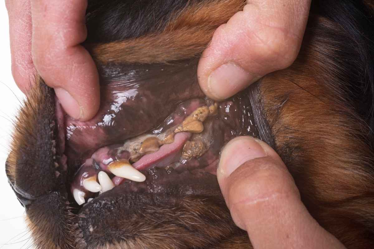 pet-dental-health-myths-truth-guide