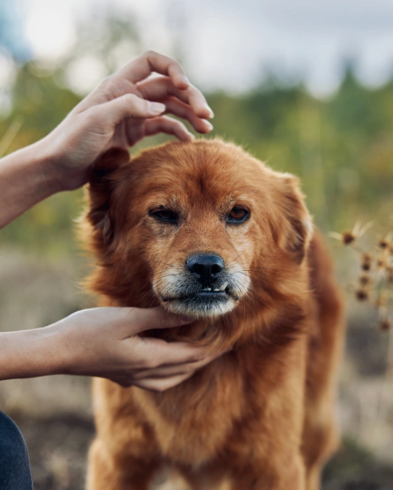 Dermatological Issues in Pets