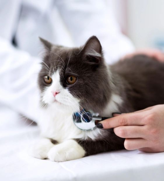 Recognizing Acute Pain in Pet