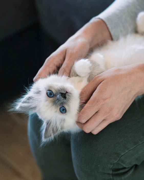 Common Heart Conditions in Pets