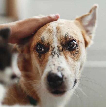 Care for Your Pet’s Skin