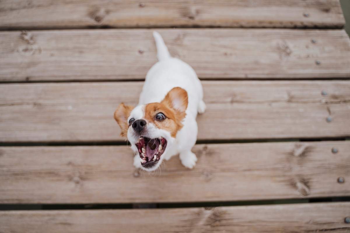 dog-bad-breath-causes-and-treatment