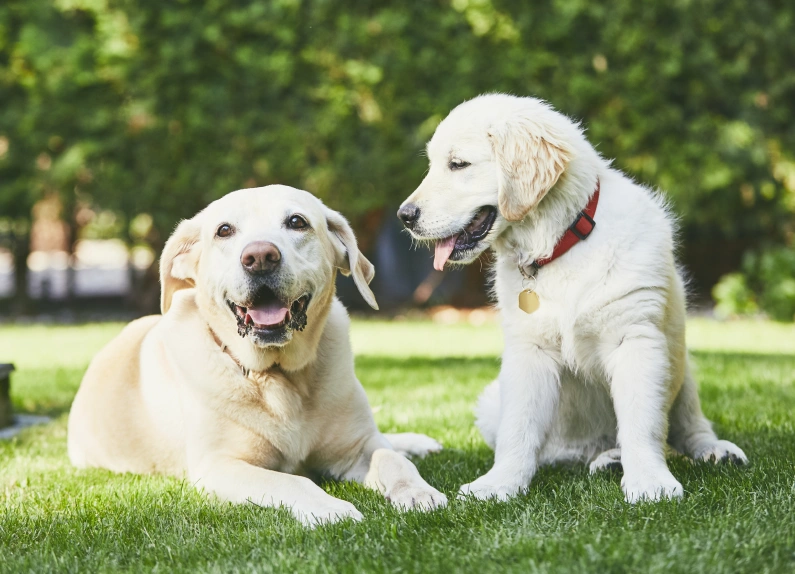 dog health care