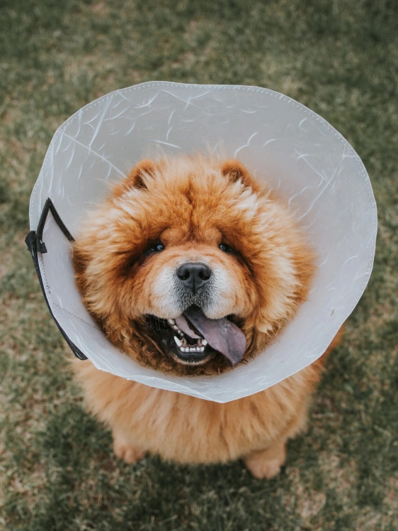 Comprehensive Dog Surgical Services