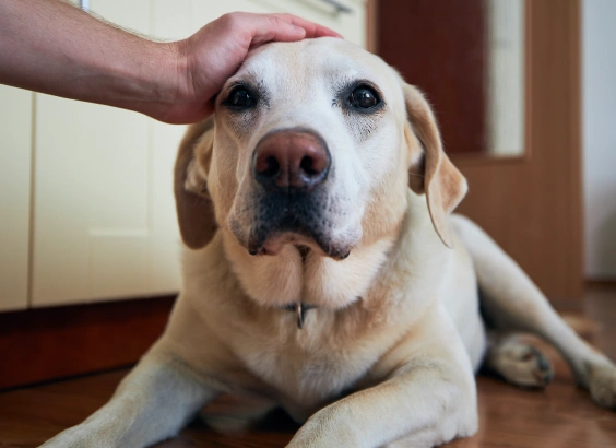end-of-life-care-for-your-pet
