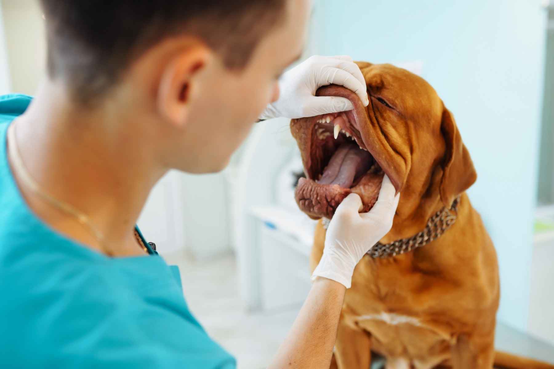 how-often-should-pets-get-teeth-cleaned