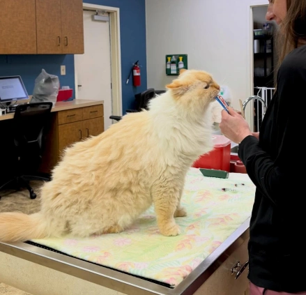 Cat Advanced Care