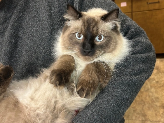 Accessible Cat Cardiology Services for Your Feline