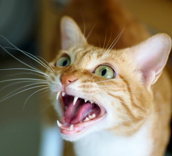 The Importance of Dental Health for Cats