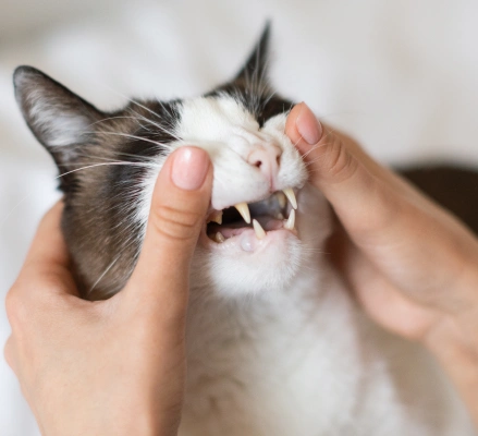 Cat Dental Services