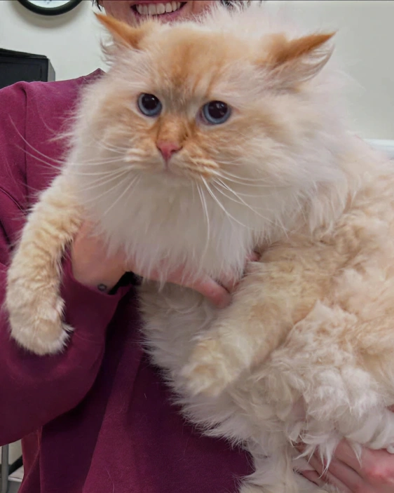 Common Skin Problems in Cats