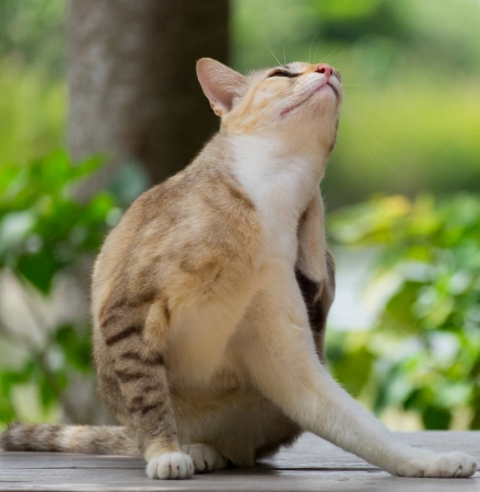 Cat Dermatology