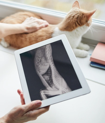Cat Diagnostic Care