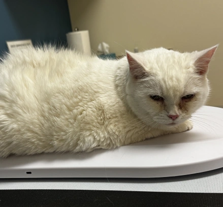 Cat End of Life Care