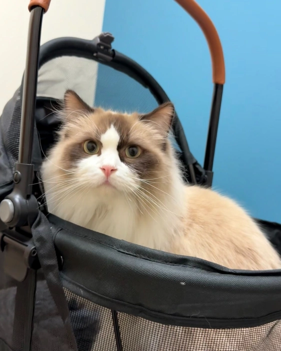 Why Preventative Care is Crucial for Your Cat