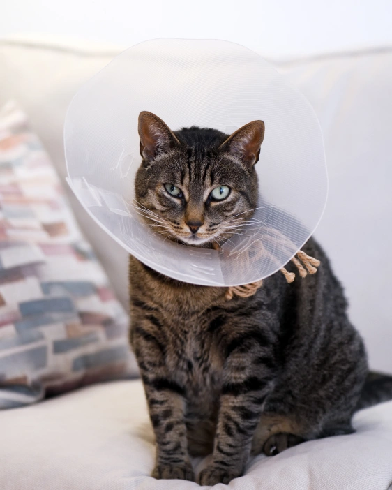 Why Choose Our Cat Surgical Services