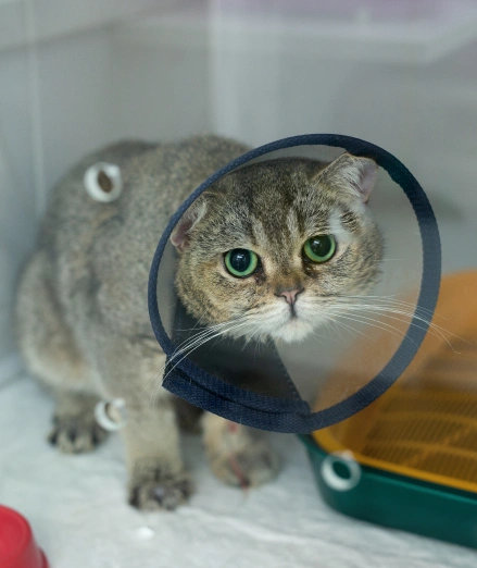 Cat Surgical Services