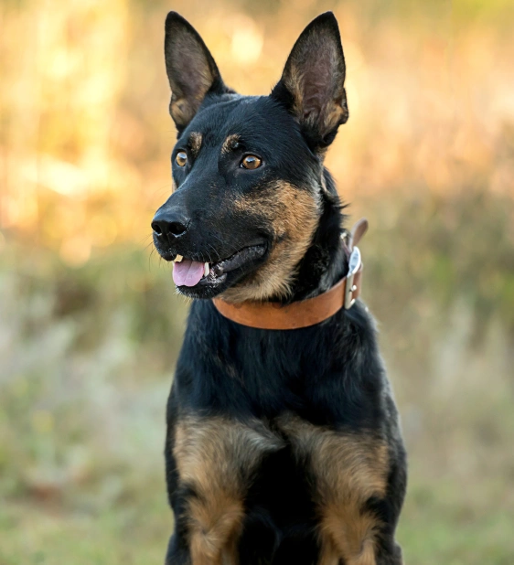 Comprehensive Preventive Care for Dogs