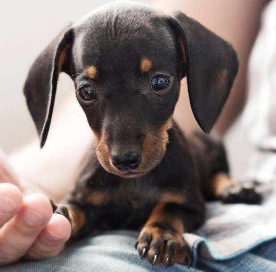 Why Dog Cardiology is Essential for Your Pet’s Health