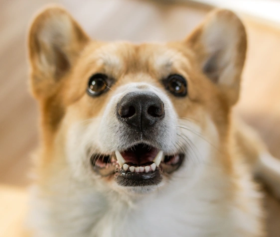 Why is Dog Dental Care Important?