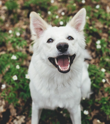 Dog Dental Services