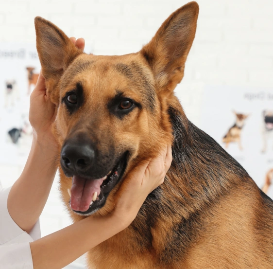 How Helpful is Dog Dermatology for My Canine