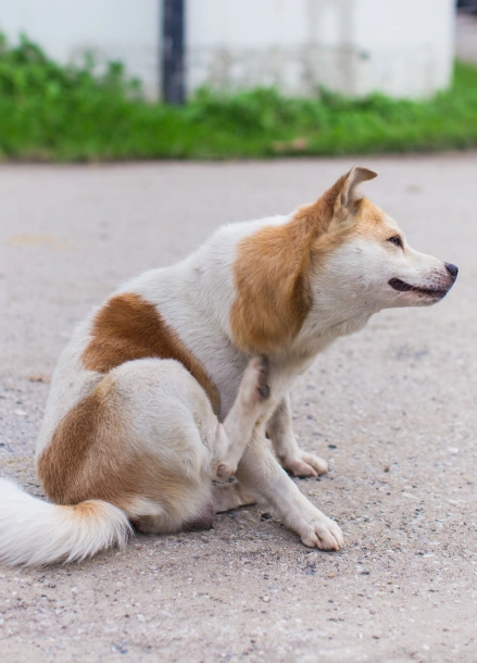 Dog Dermatology