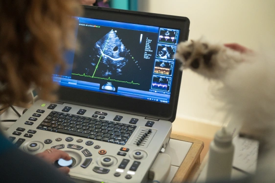 The Importance of Early Diagnostics for Canines