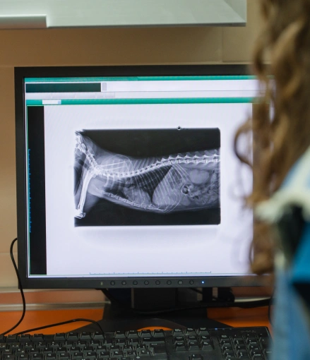 Dog Diagnostic Care