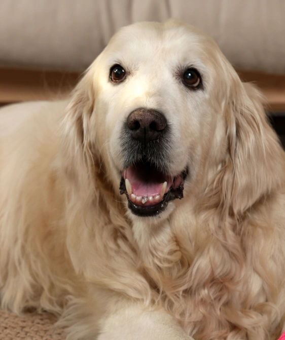 Understanding End-of-Life Care for Your Canines