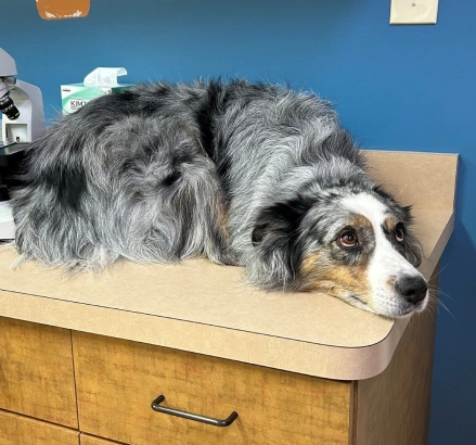 Dog End of Life Care