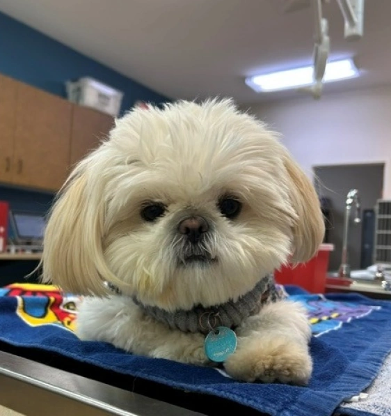 Why Preventative Care is Essential for Your Dog