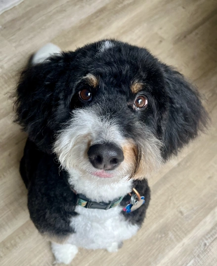 Dog Preventative Care