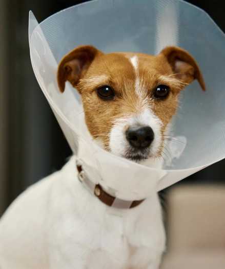 Dog Surgical Services