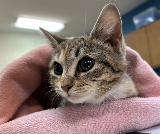 Why is Kitten Care So Important