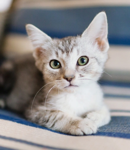Kitten Care