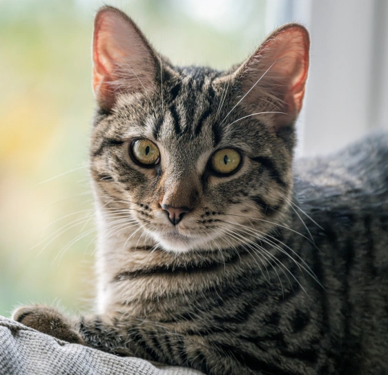 Why is Pain Management Crucial for Cats?