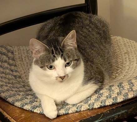 Pain Management for Cats