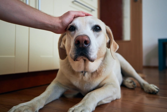 Why Pain Management Matters for Your Dog