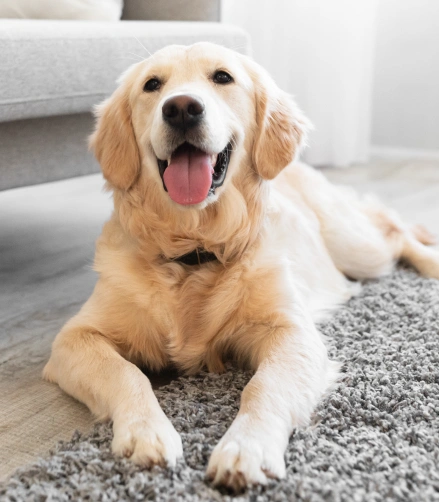 Pain Management for Dogs