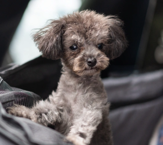 The Importance of Early Puppy Care