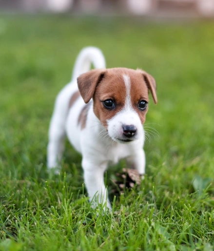Puppy Care