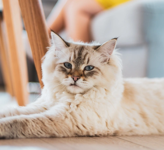 Why Senior Cat Care is Essential