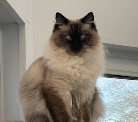 Senior Cat Care